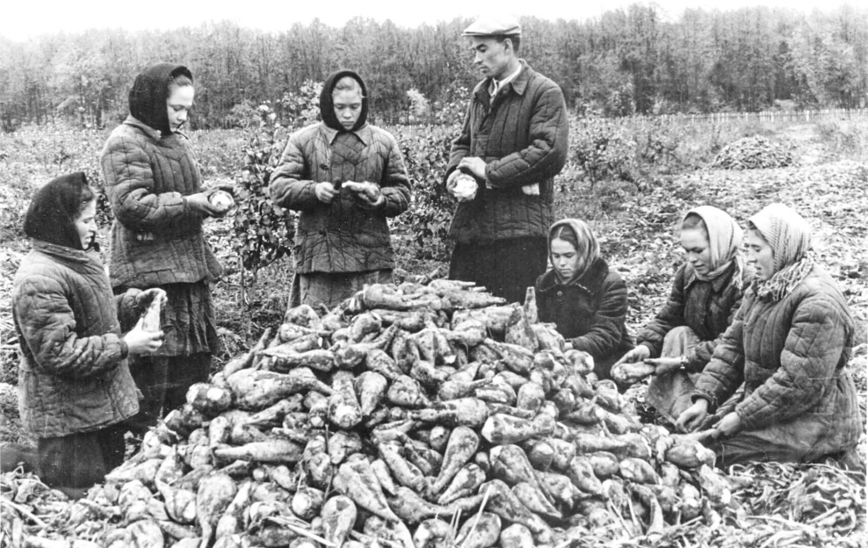 Как Никита Хрущев отдал приказ спасти народ от голода, накормив его кукурузой, и чуть не разорил страну