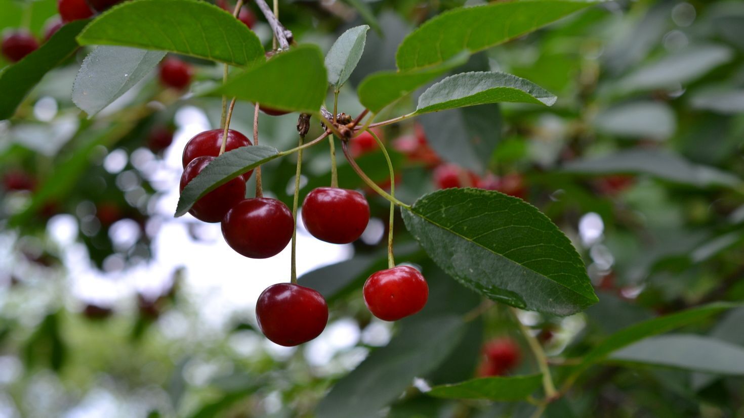 Ягодный сад моей души