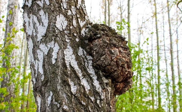 Березовая чага: как приготовить отвар, настой и мазь для лечения различных заболеваний