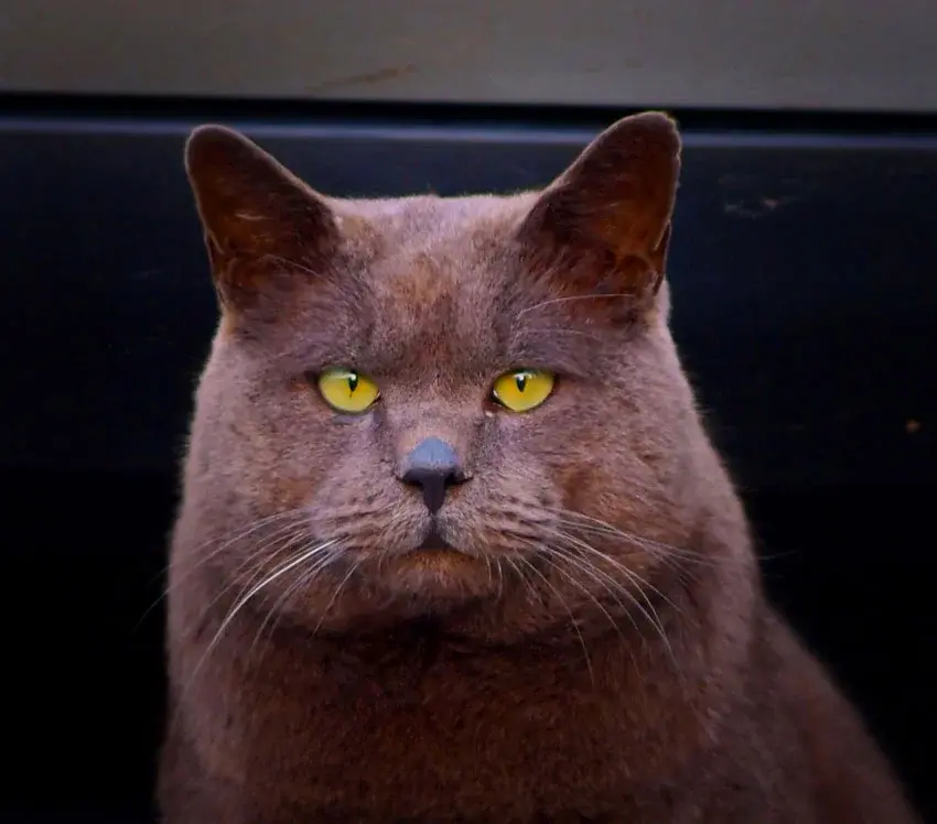 Не стерилизованные коты имеют более мужественный вид морды по сравнению с кастрированными котами.