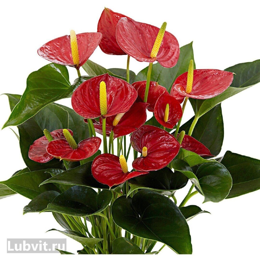 Невероятные свойства некоторых комнатных растений.