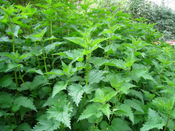 Лечебные свойства, рецепты настоя, отвара и мази из крапивы: эффективное средство для здоровья кожи и организма