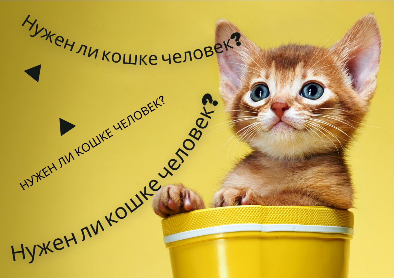 Нужен ли кошке человек?