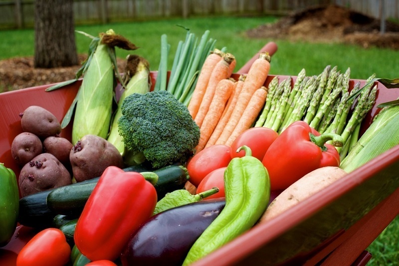 Что и в какие дни лучше садить садоводам и огородникам в 2023 году