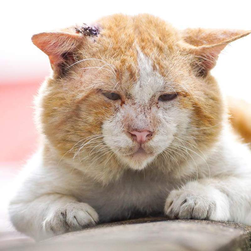 Не стерилизованные коты имеют более мужественный вид морды по сравнению с кастрированными котами.