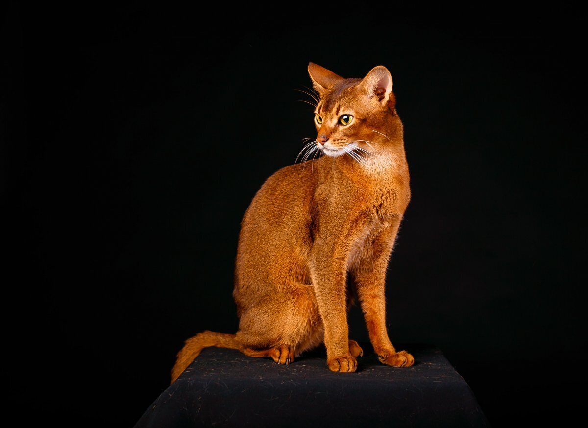 10 самых красивых пород кошек.