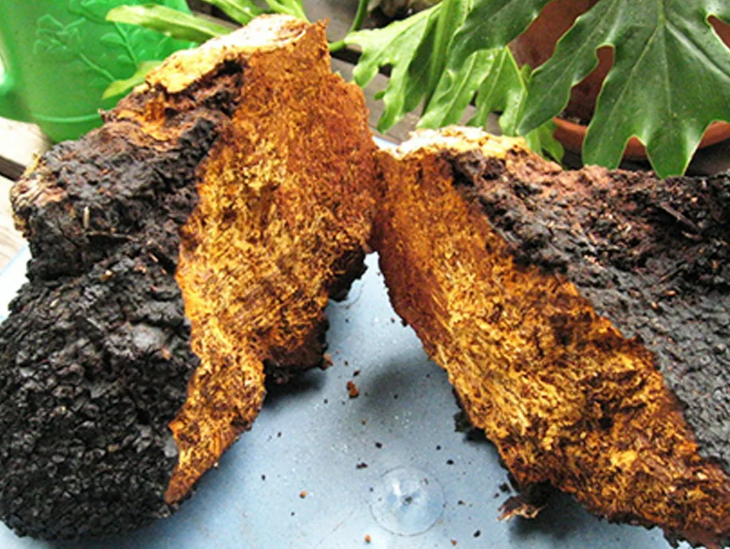 Березовая чага: как приготовить отвар, настой и мазь для лечения различных заболеваний