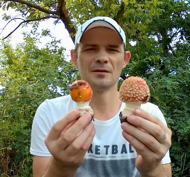 Как использовать красный мухомор в народной медицине: отвары, настои и мази