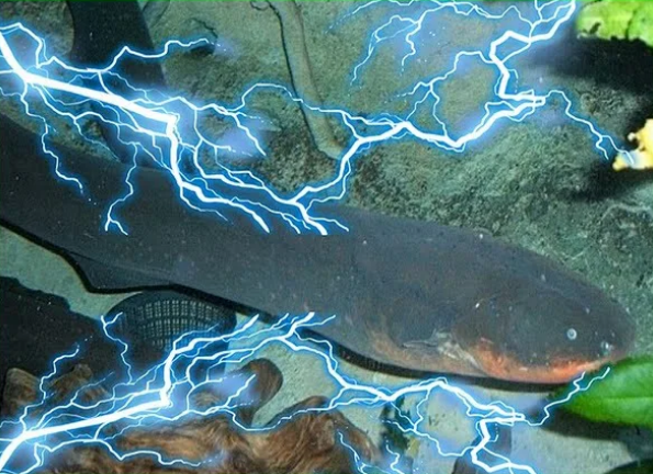 Высвобождение силы природы: Электрический угорь и 12 лампочек