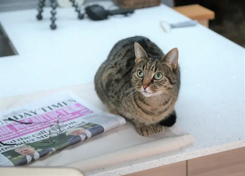 Не стерилизованные коты имеют более мужественный вид морды по сравнению с кастрированными котами.