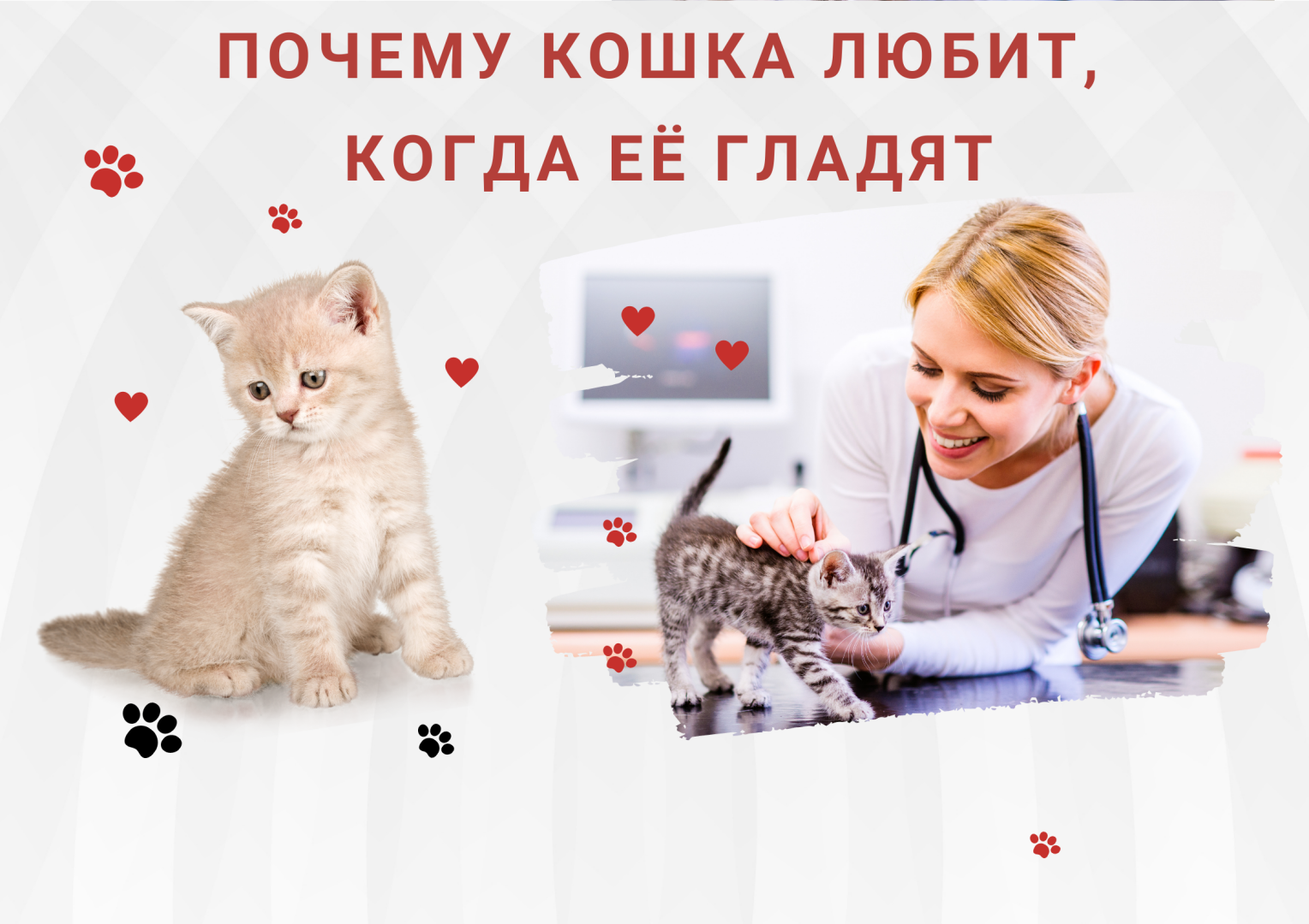 Почему кошка любит, когда её гладят.