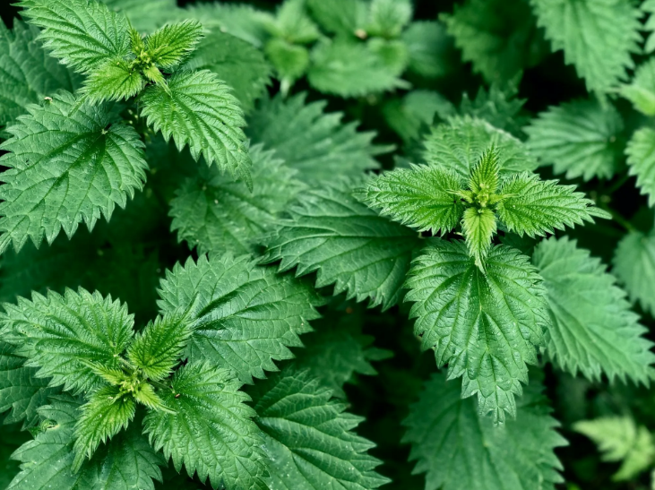 Лечебные свойства, рецепты настоя, отвара и мази из крапивы: эффективное средство для здоровья кожи и организма