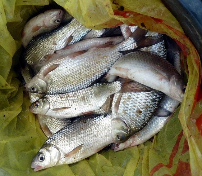 О ловли воблы в Астрахани