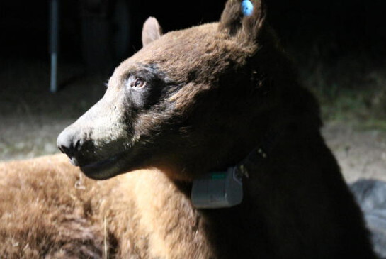 Черный медведь пойман и помечен в горах Санта-Моники впервые