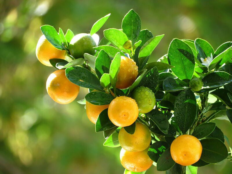 Рассказ про каламондин