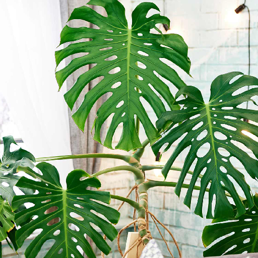 Подари своему дому новые краски жизни: живая палитра в интерьере