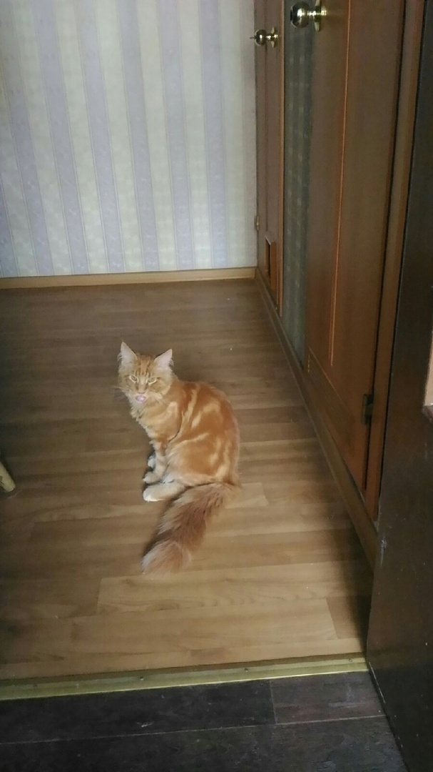 Главное, что нужно нашим кошкам это обеспечивать их безопасность и находить способы сделать их счастливыми.