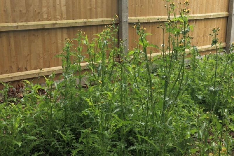 Новые штрафы для дачников и владельцев частных домов