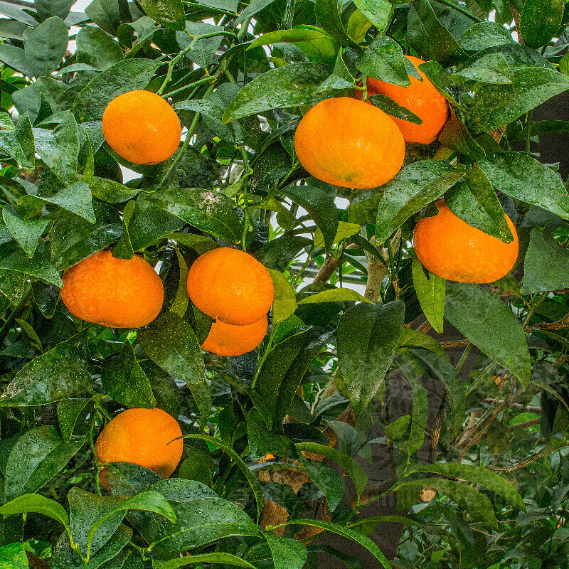 Рассказ про муркот