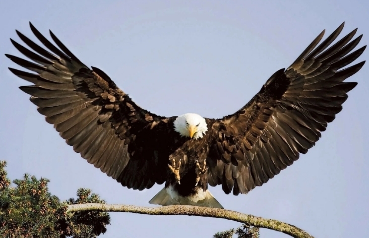 🍒 Депутаты Вассерман и Журавлёв предложили оригинальные способы борьбы с дронами. Что задумал Мишустин