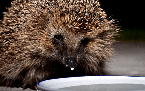 Змеи на даче. Насколько опасна встреча с ними и как защититься?