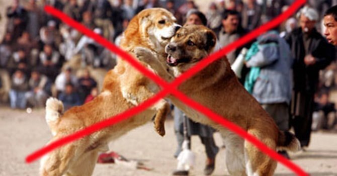 Мужчина признал себя виновным в собачьих боях