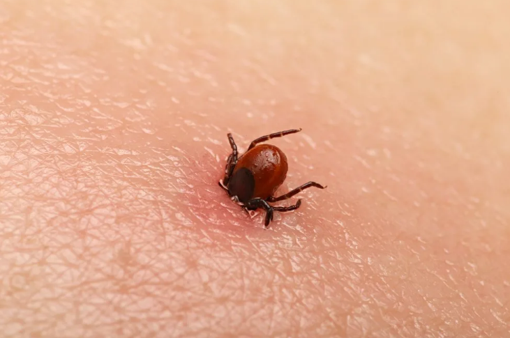 Не дайте шанс клещам! Как защититься от клещей. Советы, которые помогут вам сохранить здоровье!