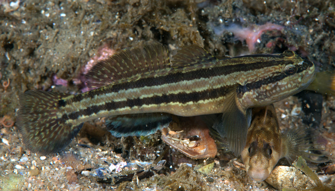 Самые мелкие рыбки