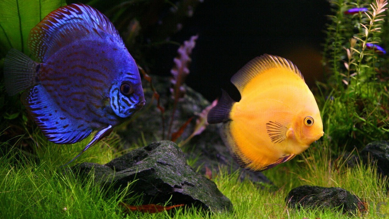 Как ухаживать за аквариумом?