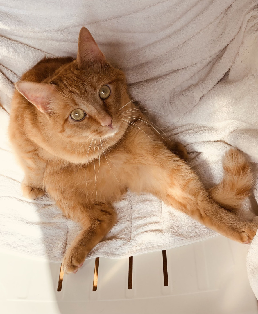 10 фактов о котах, которые помогут вам понять, что они правят миром