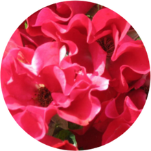 Надежда, г. Москва