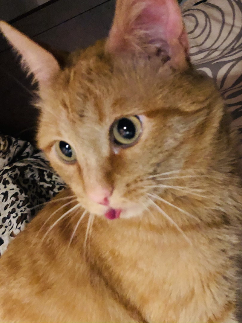 10 фактов о котах, которые помогут вам понять, что они правят миром