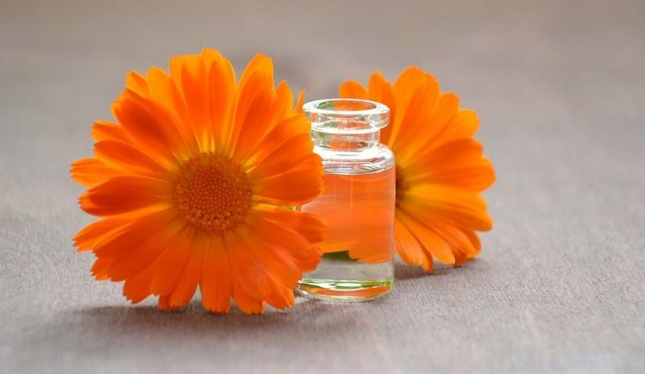 Для чего необходимо выращивение цветов календулы в огороде