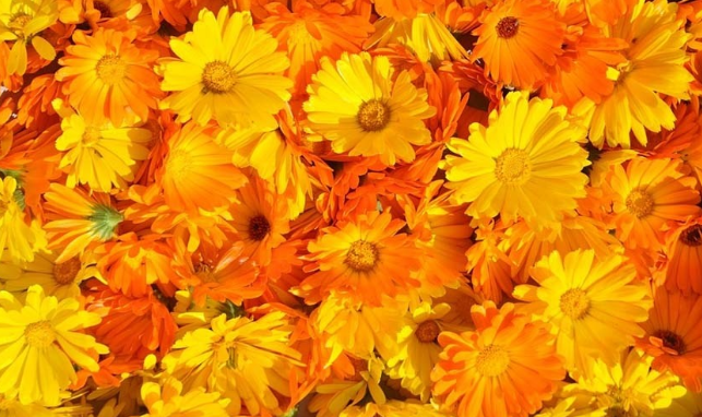 Для чего необходимо выращивение цветов календулы в огороде