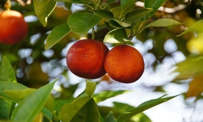 Рассказ про сангвинелло