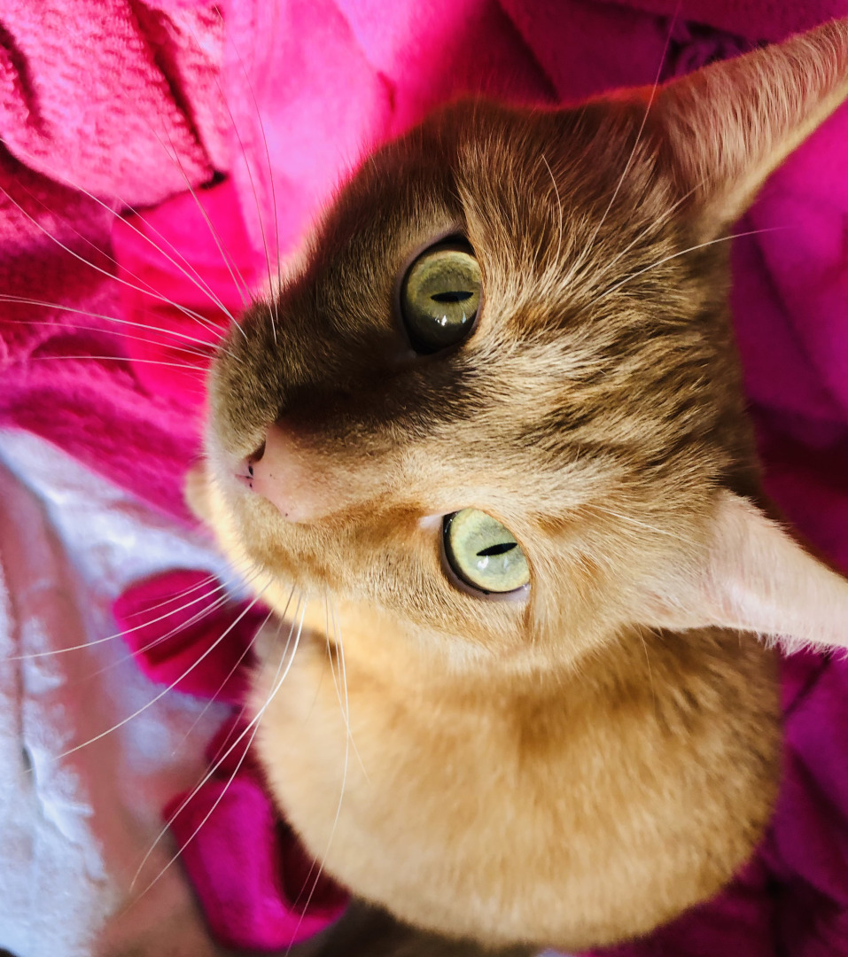 10 фактов о котах, которые помогут вам понять, что они правят миром