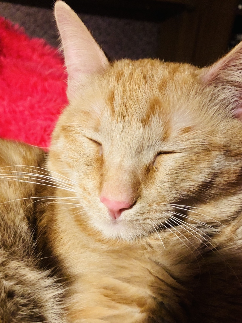 10 фактов о котах, которые помогут вам понять, что они правят миром