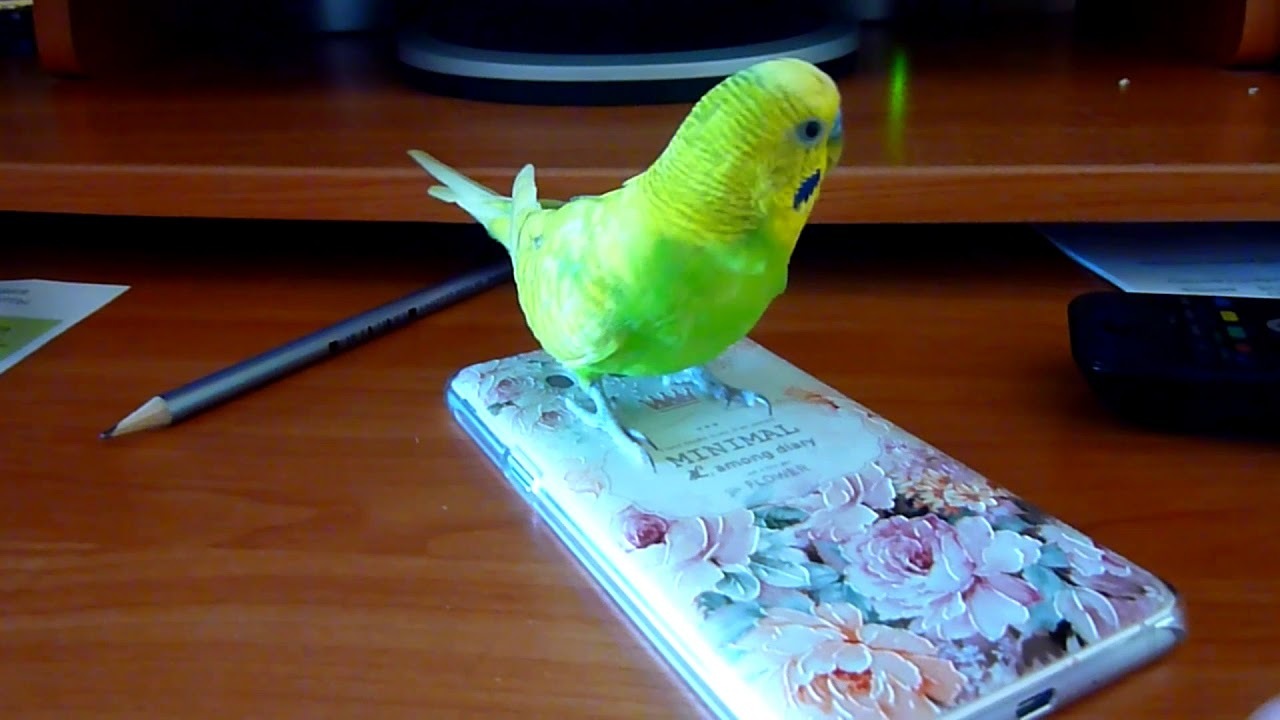 Попугаи учатся общаться с помощью видеозвонков