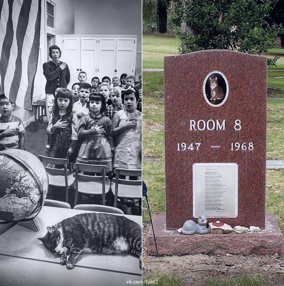 Интересный случай с котом!