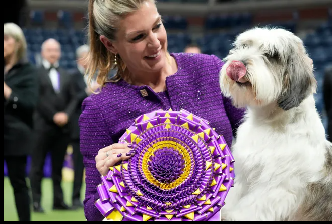 ПБГВ Бадди Холли вошел в историю, выиграв Бест ин Шоу на 147-й Вестминстерской выставке собак Сидни Хендерсон USA TODAY