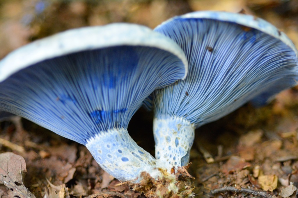 Самые красивые грибы в мире