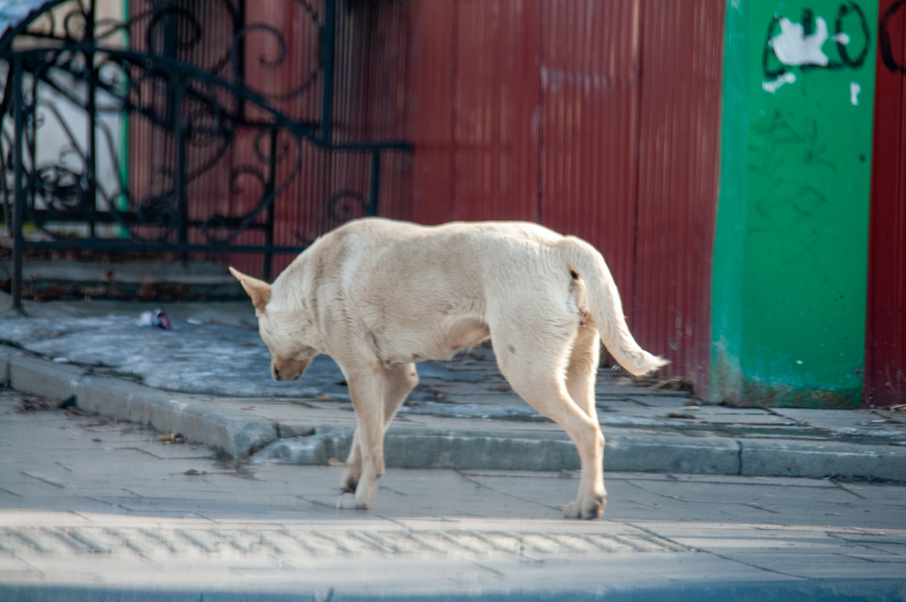 "Пес, который гуляет сам по себе": в России будут штрафовать владельцев за безнадзорный выгул собак