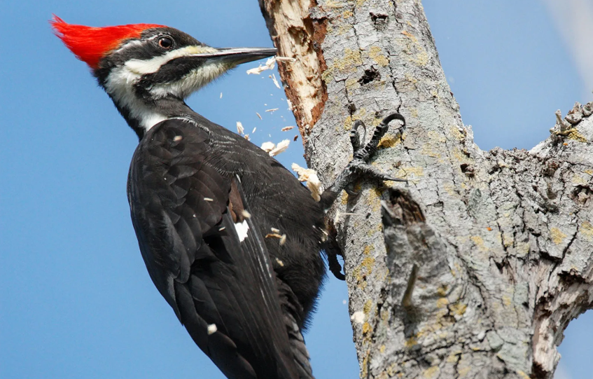 Скорость стука - не физическая величина в сообществе физических лиц. Про то, как голубые шарики могут зайти за желтые ролики