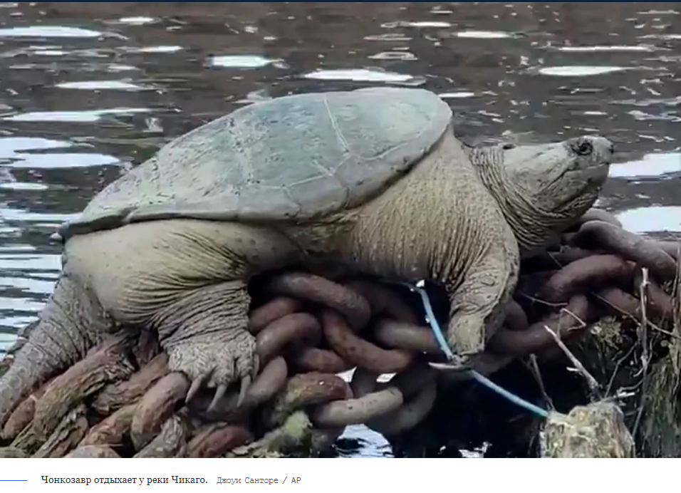"Чонкозавр", черепаха из реки Чикаго.