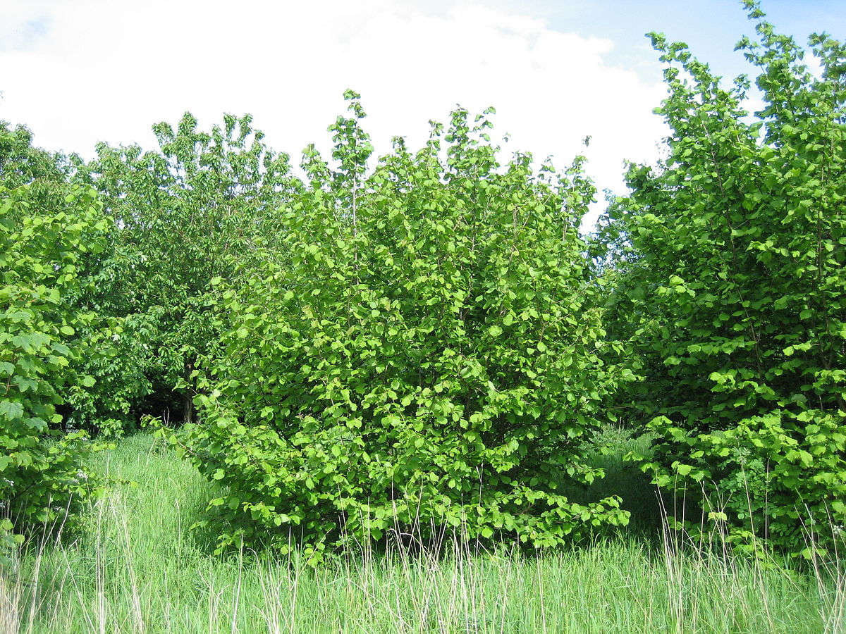 Рассказ про лещину