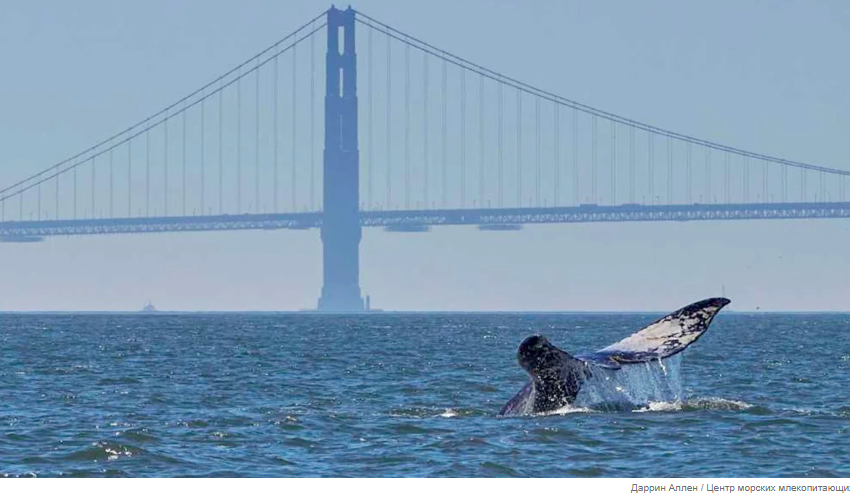Еще 2 серых кита выброшены на берег близ Сан-Франциско, вызывая опасения по поводу выброса на берег