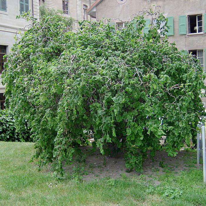 Рассказ про лещину