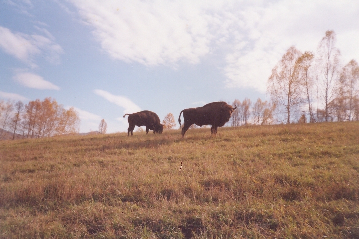 Немного об Алтае.