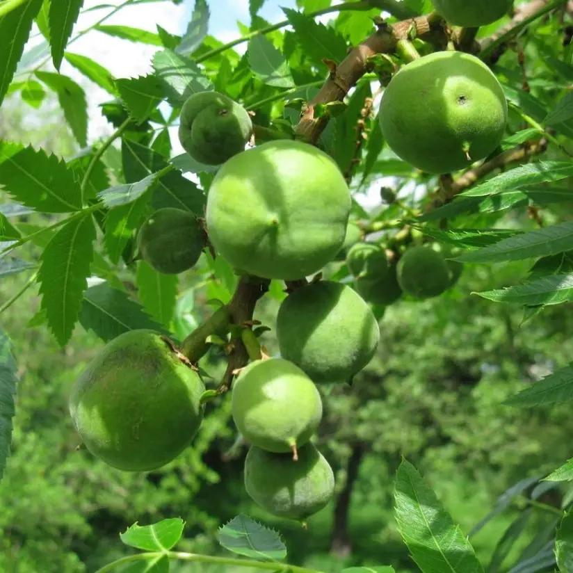 Рассказ про чекалкин орех