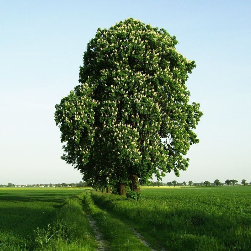 Рассказ про конский каштан